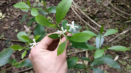 Tabernaemontana pandacaqui