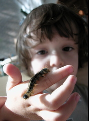 Malacosoma americana