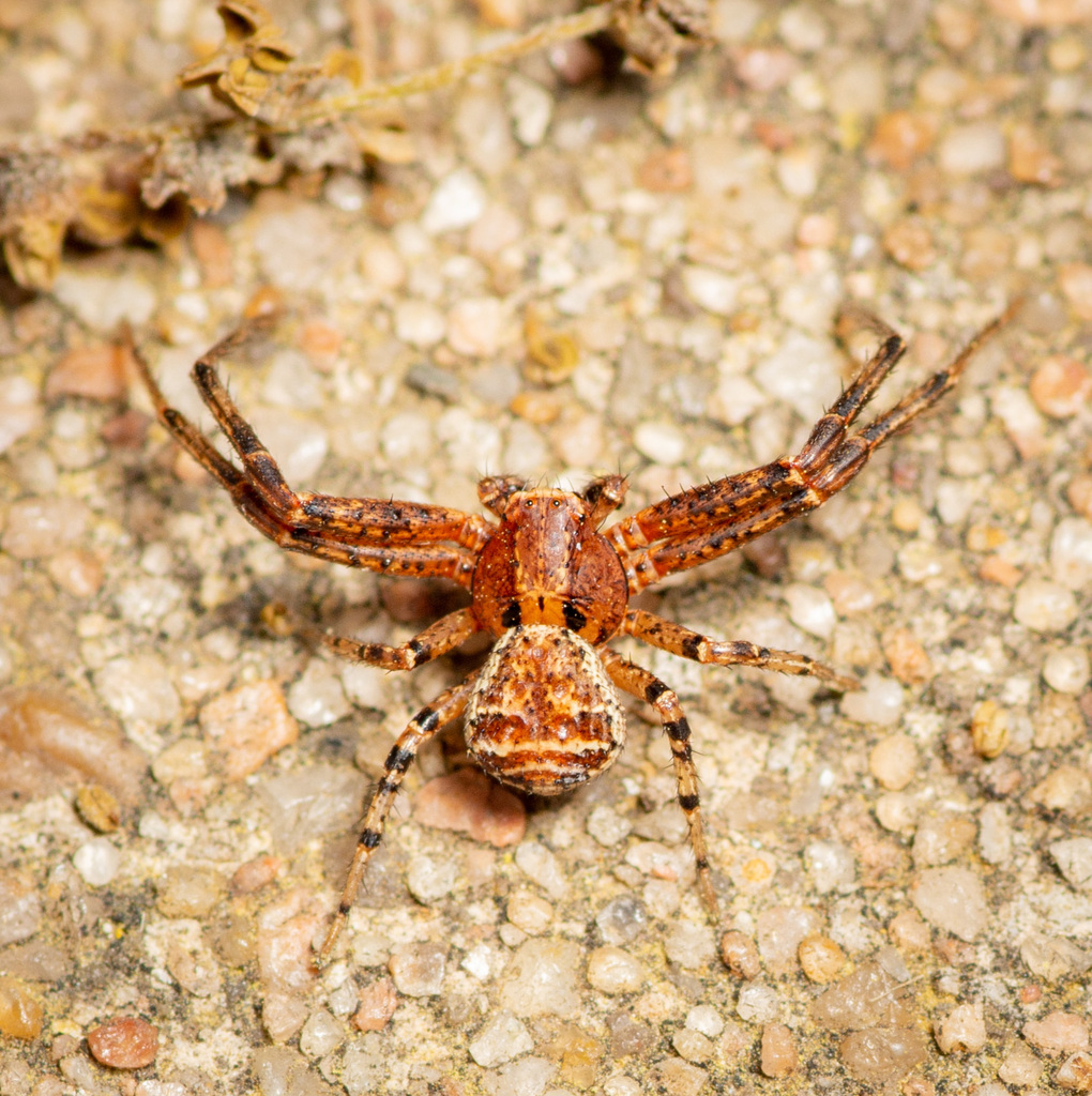 Tan crab spider