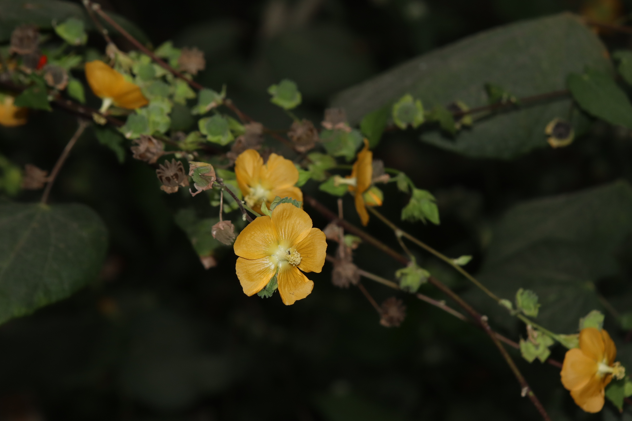 Abutilon macvaughii Fryxell