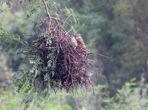 Phacellodomus rufifrons