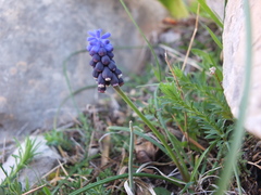 Image of Muscari neglectum