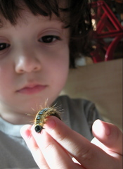 Malacosoma americana