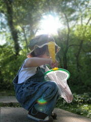 Malacosoma americana