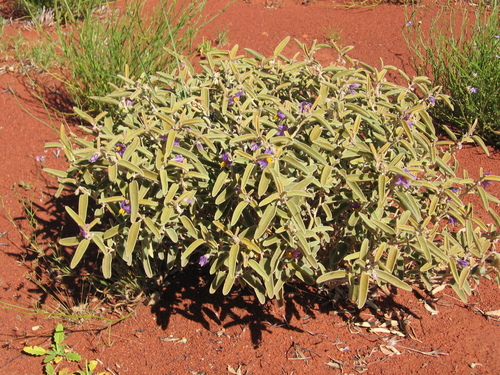 Solanum centrale