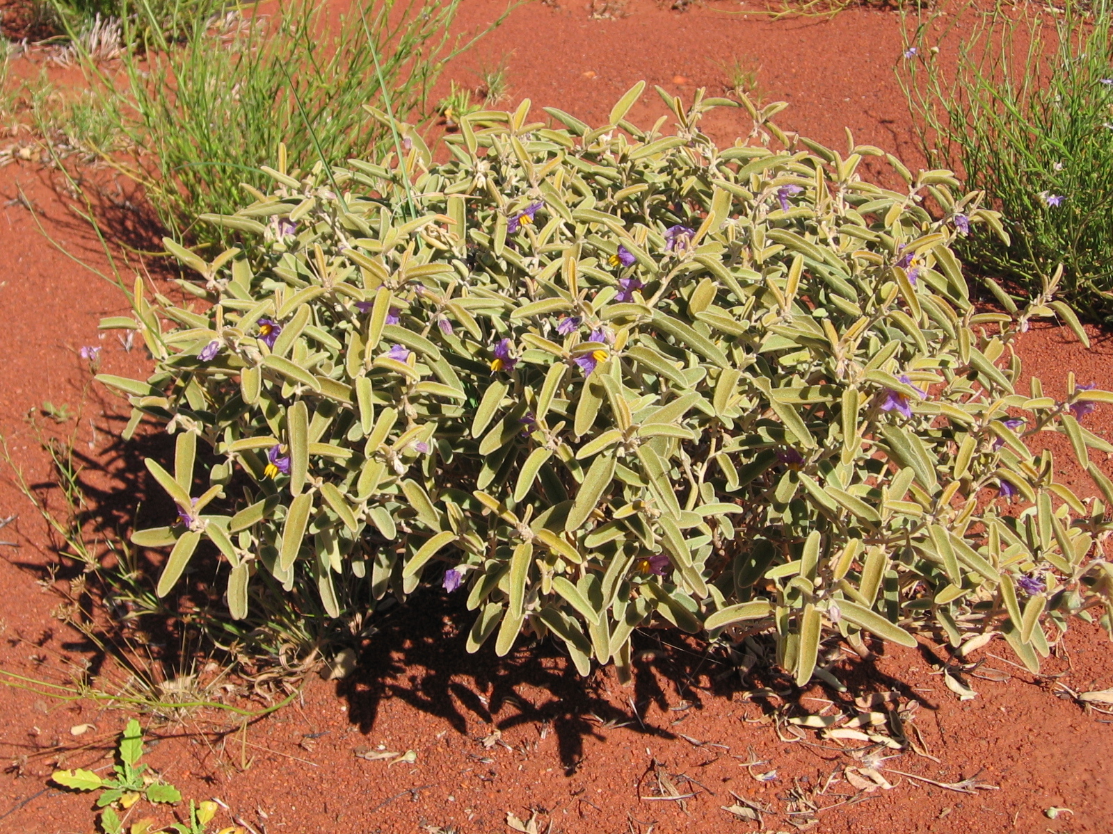 Solanum centrale