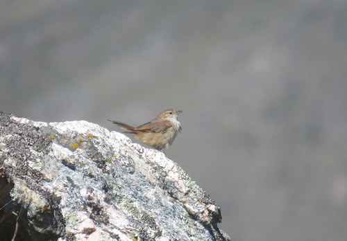 Phacellodomus striaticeps