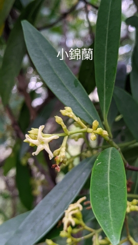 Anodendron affine (Anodendron affine)