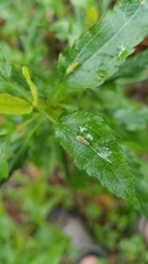 Graphocephala versuta