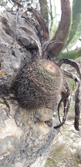 Mammillaria mystax