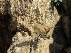 Cinclodes comechingonus