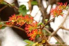 Combretum microphyllum