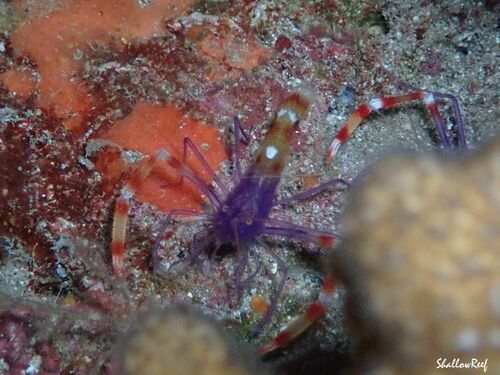 Stenopus tenuirostris, 2023-03-29