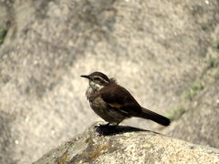 Cinclodes olrogi