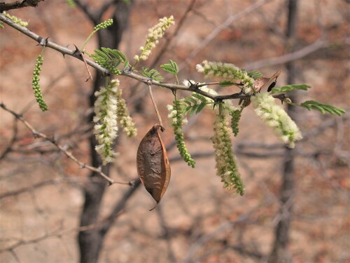 Gum Acacia