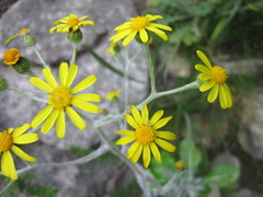 Oresbia heterocarpa