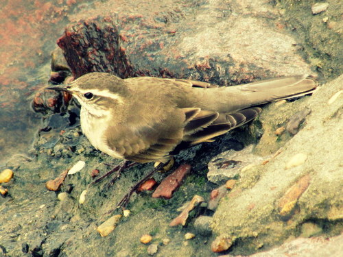 Cinclodes fuscus