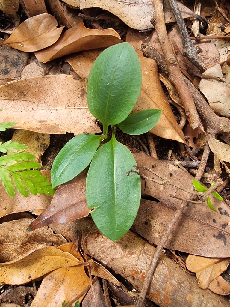 Pterostylis hildae