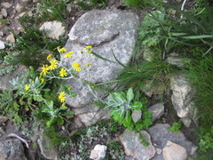 Oresbia heterocarpa