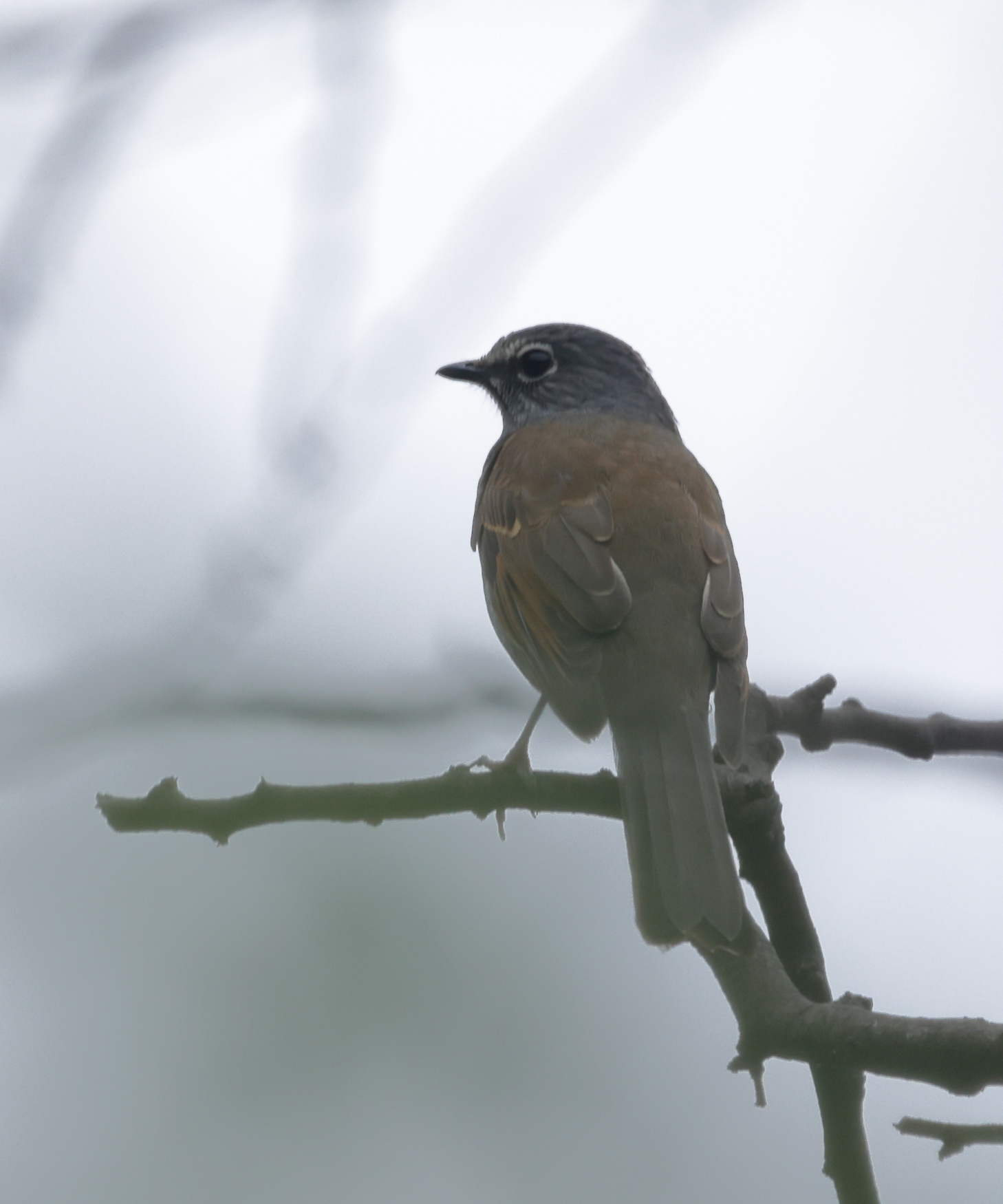 Myadestes occidentalis Stejneger, 1882