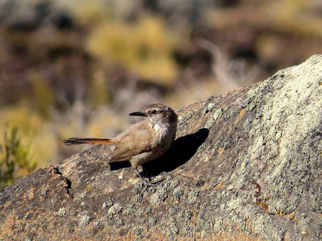 Band-tailed Eremobius