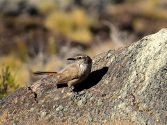 Ochetorhynchus phoenicurus