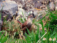 Ochetorhynchus ruficaudus