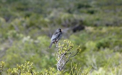Rhopospina carbonaria
