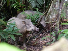 Wild Boar photo 5