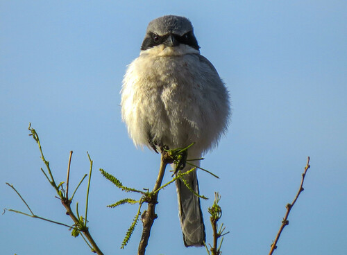 Loggerhead Shrike