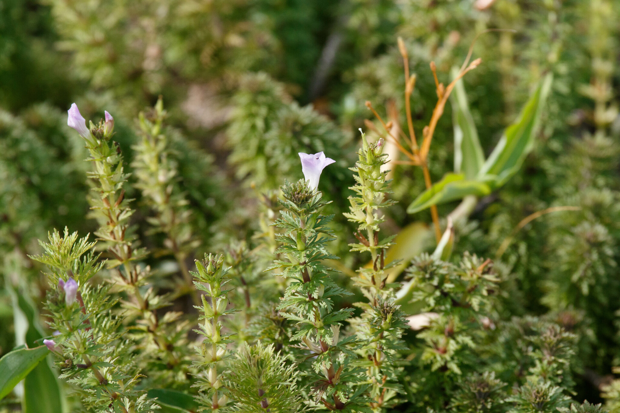 Limnophila brownii