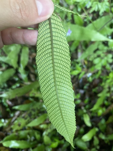 Thelypteris triphylla iNat (3)