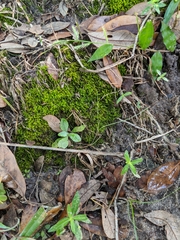 Leucobryum