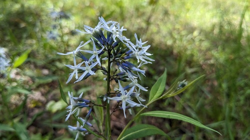 Amsonia rigida