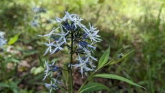 Amsonia rigida
