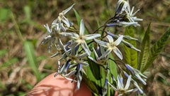 Amsonia rigida, photograph (c) Joseph Aubert, some rights reserved (CC BY)