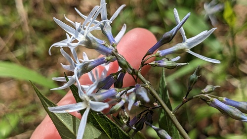 Amsonia rigida, photograph 2