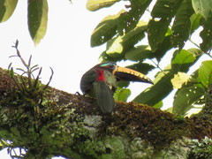 Pteroglossus inscriptus