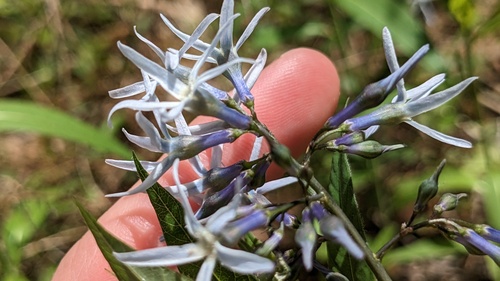 Amsonia rigida, photograph 3