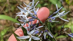 Amsonia rigida, photograph (c) Joseph Aubert, some rights reserved (CC BY)