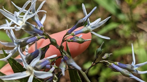 Amsonia rigida, photograph 4