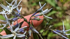 Amsonia rigida, photograph (c) Joseph Aubert, some rights reserved (CC BY)
