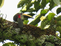 Pteroglossus inscriptus