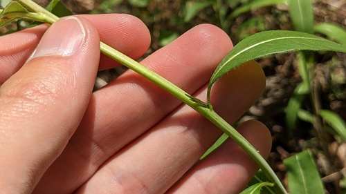 Amsonia rigida, photograph 5
