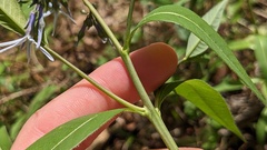 Amsonia rigida, photograph (c) Joseph Aubert, some rights reserved (CC BY)