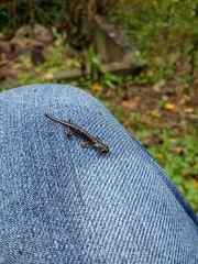 Plethodontidae