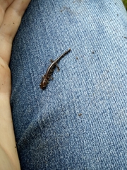 Plethodontidae