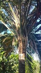 Ravenea sambiranensis