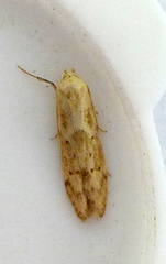 Blastobasis lacticolella