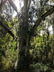 Quercus virginiana